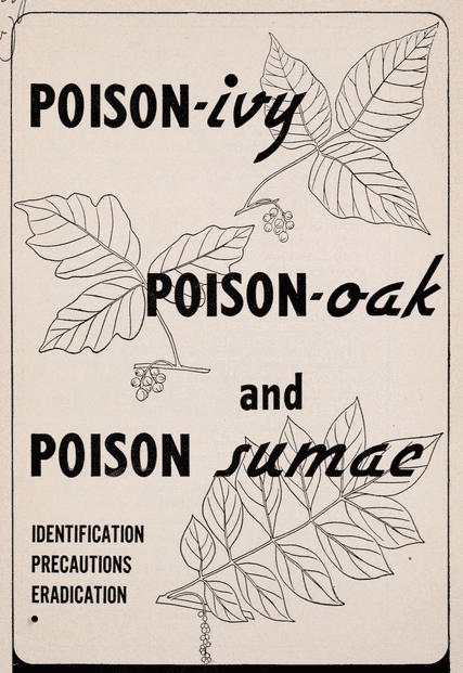 vintage illustration poison ivy oak sumac