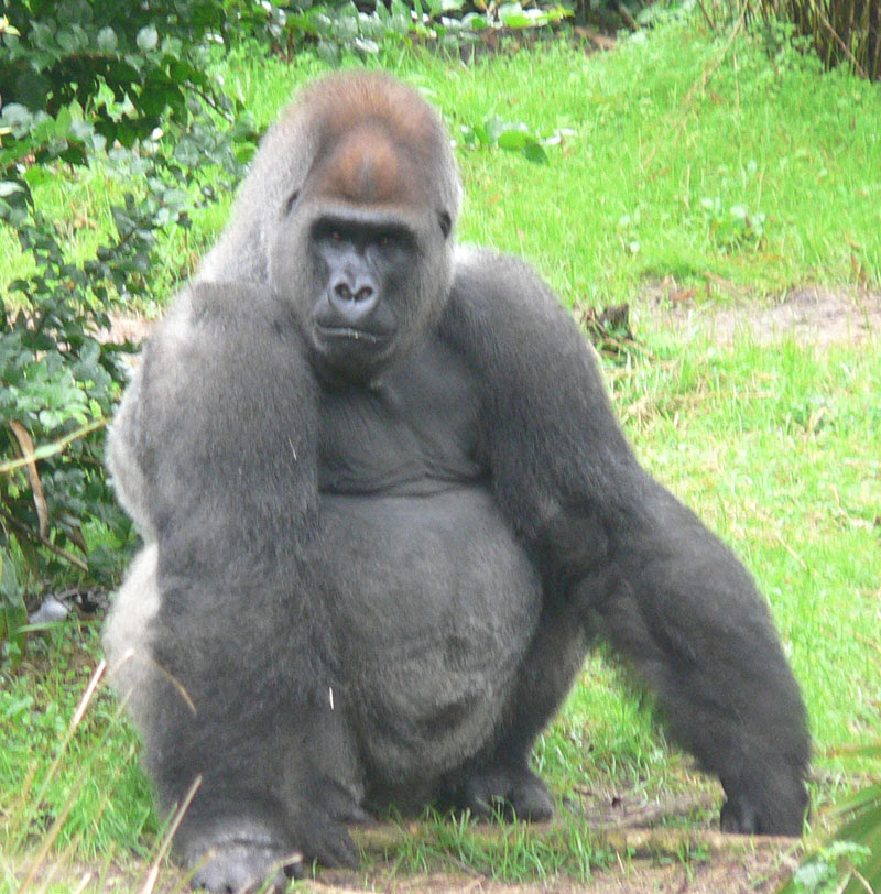 http://upload.wikimedia.org/wikipedia/commons/b/bc/Male_silverback_Gorilla.JPG