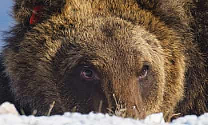 Abruzzo bear famous for bakery break-in dies after being hit by car