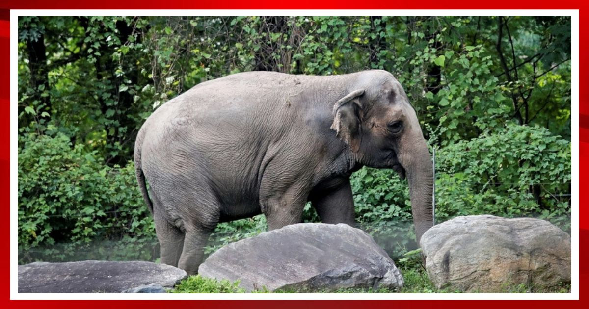 NY Supreme Court Rules on Elephant's Constitutional Rights - They Just Drew a Line for the Insane Liberals