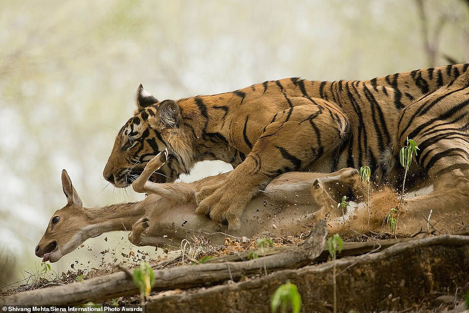 Indian photographer Shivang Mehta won second place in the animals in their environment category for this image showing a tiger cub pouncing on a deer in Ranthambore National Park in India. He said: 'I captured the moment when the tiger cub was struggling to get the prey down, as his siblings and mother were watching from a distance'