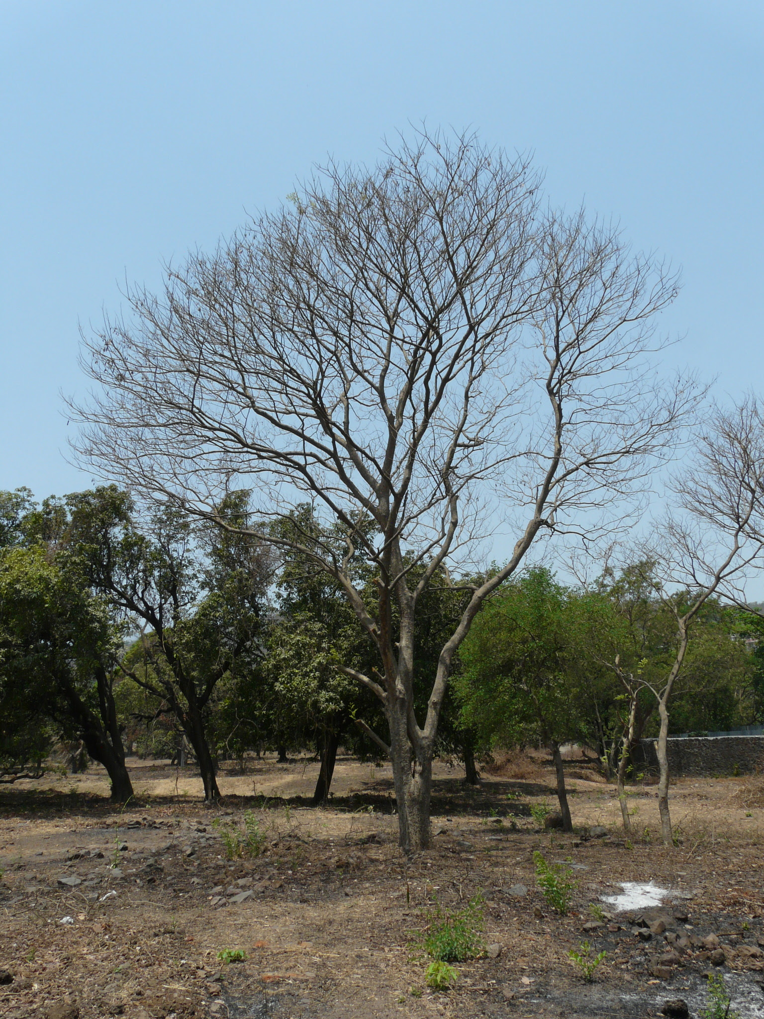 Dalbergia lanceolaria L.f.