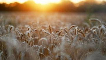 Rusia aumentará exportaciones de trigo en 2022-2023 por abundante cosecha y reservas