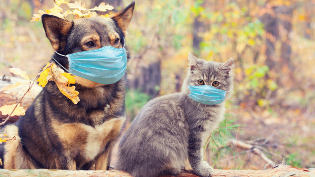 Cães e gatos podem ter vírus da Covid, mas será que podem transmiti-lo?