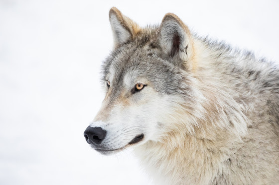 A gray wolf in profile against a blurred snowy background