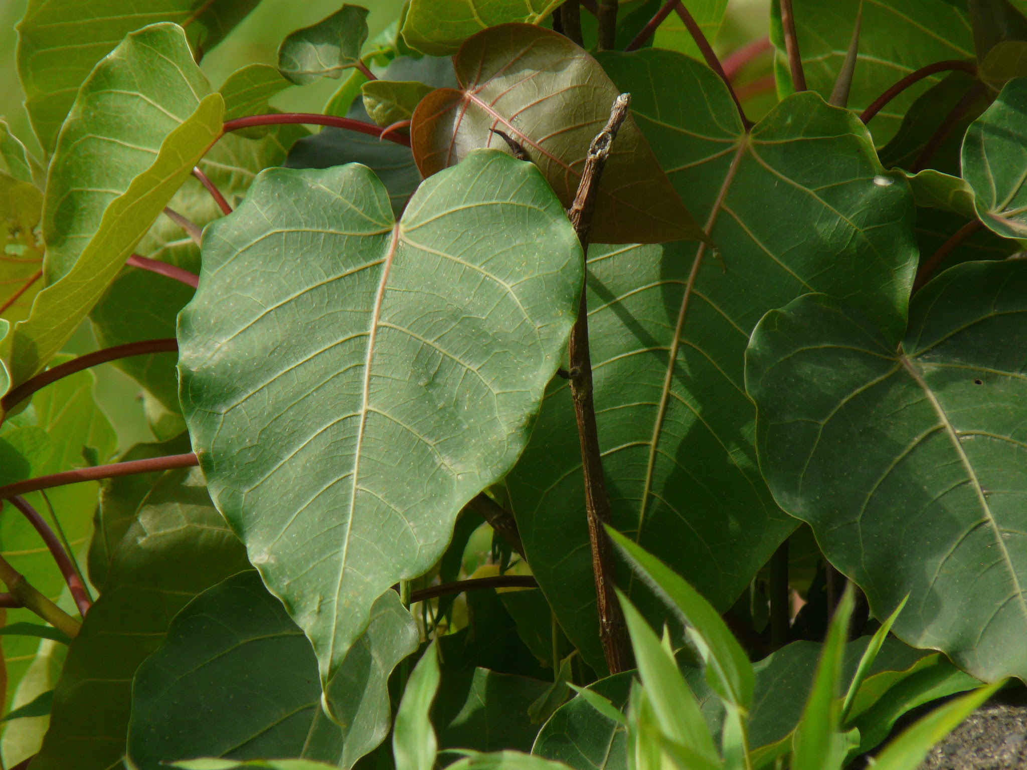 Ficus arnottiana (Miq.) Miq.