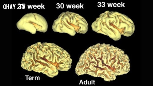 5. Trong thời kỳ đầu của thai kỳ, não gần như không có nếp nhăn. Theo thời gian, các nếp nhăn bắt đầu được hình thành. Và tới tuần thứ 40 thì về cơ bản, não đã được định hình. ,những điều thú vị trong cuộc sống,sự thật về cơ thể người