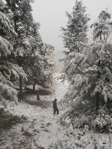 Workers survey for hemlock woolly adelgid in a snowy forest