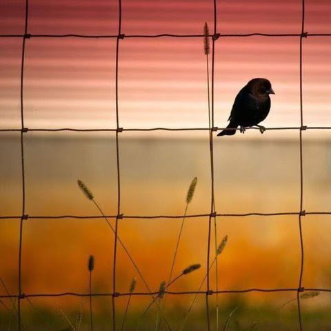 Good-Evening-Bird