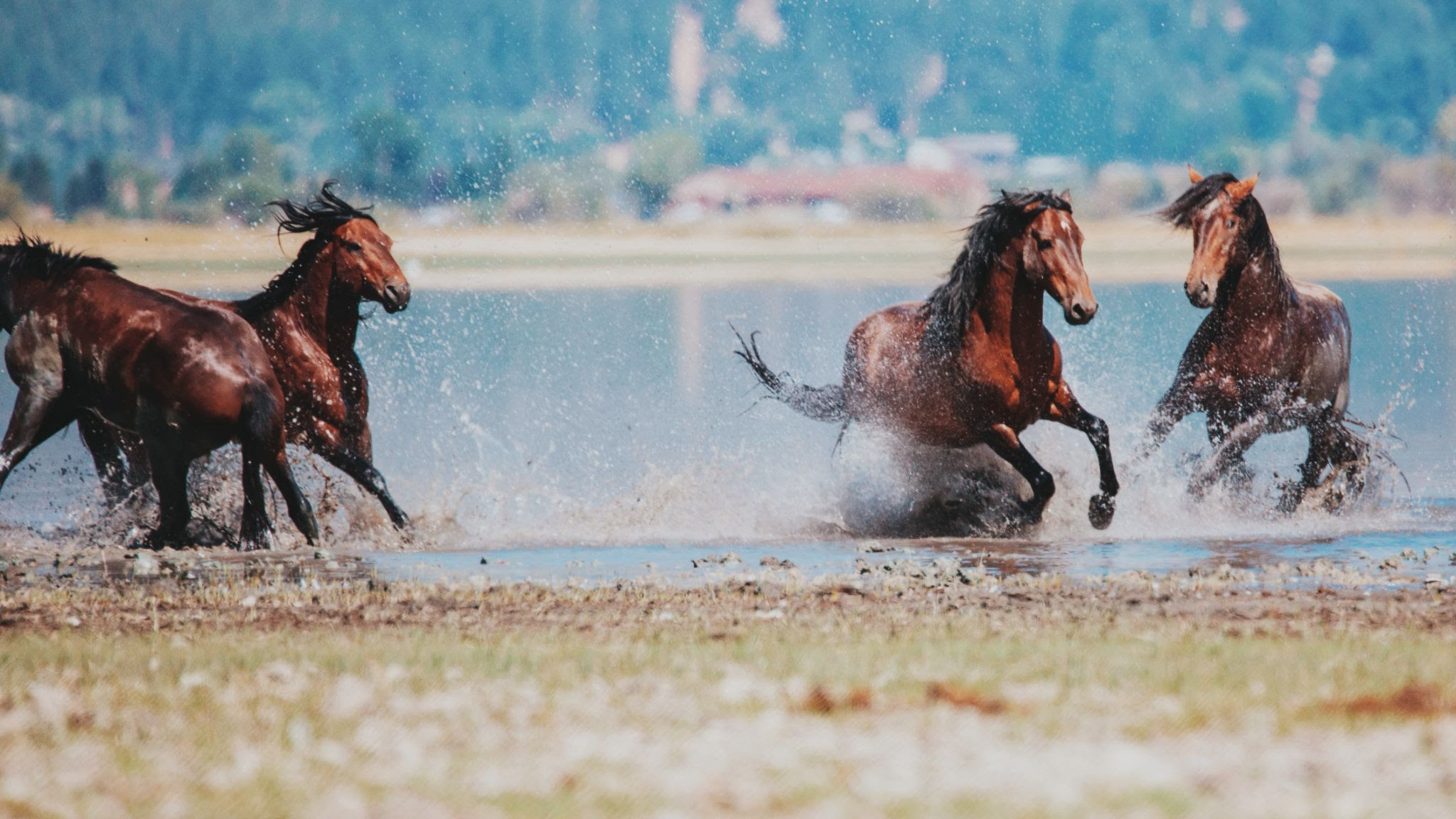 Several mustangs gallop and splash playfully in a puddle