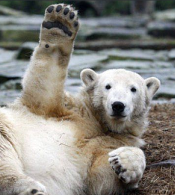 A
waving Polar
Bear