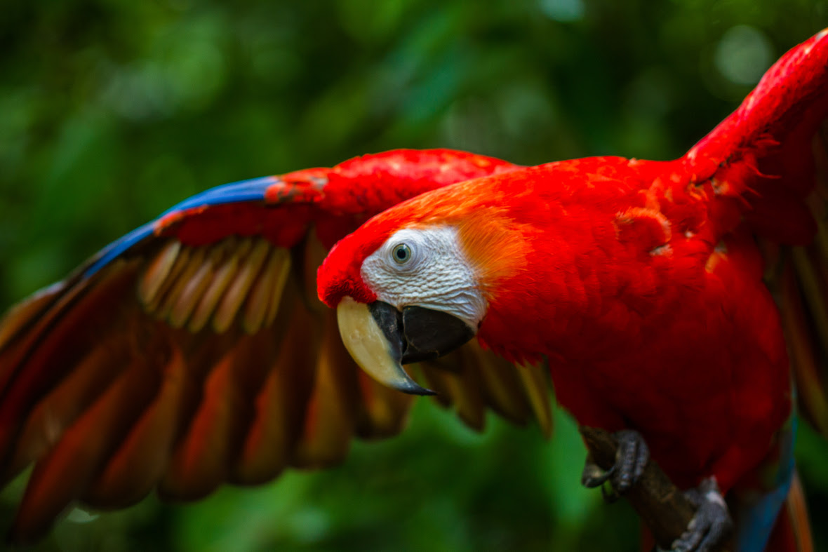 Adult scarlet macaw flapping their wings