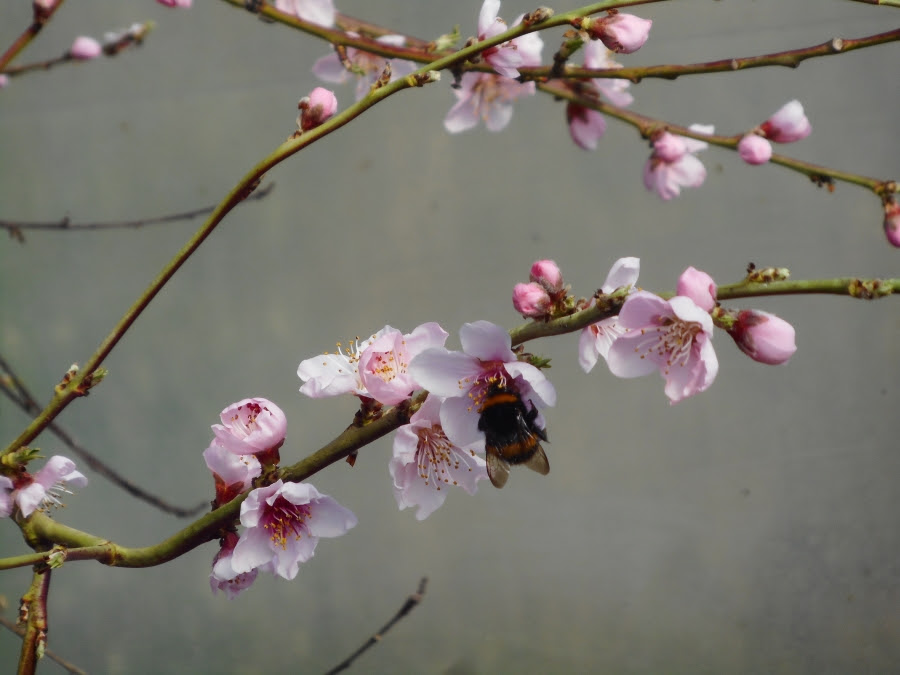 Bee pollinating peach 2 PTP
