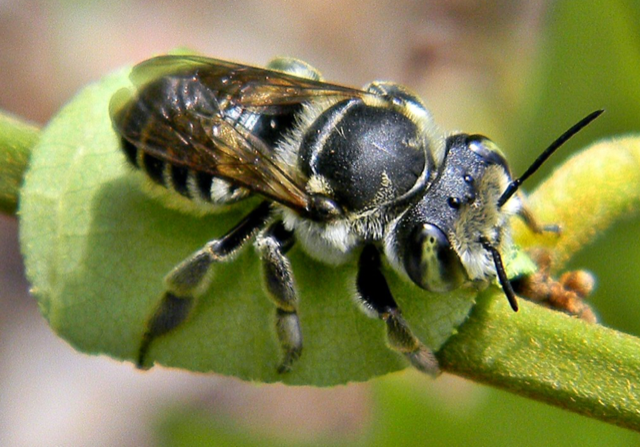 http://commonwealthurbanfarms.com/wp-content/uploads/2020/02/Leafcutter-Bee-credit-Bob-Peterson.png