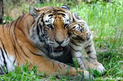 Baby tiger nuzzling parent