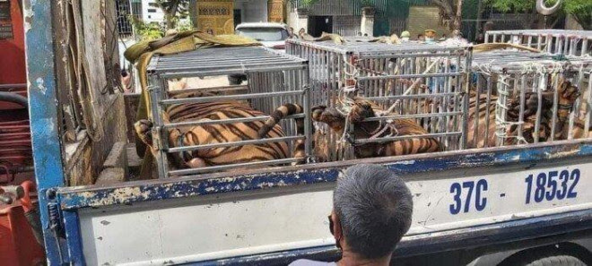 Vì sao hàng chục con hổ ở Thanh Hoá, Nghệ An cho không ai lấy? - 5