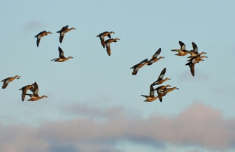 group of blue-winged teal in flight