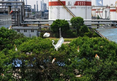 Thousands of Migrating Egrets Visit and Breed in the Sinopec ZRCC Egret Nature Reserve Every Year. Thousands of Migrating Egrets Visit and Breed in the Sinopec ZRCC Egret Nature Reserve Every Year.