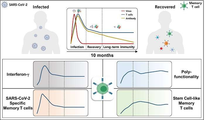 Study of T cells from COVID-19 convalescents guides vaccine strategies