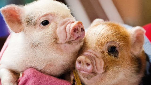 Células de porcos mortos são trazidas de 'volta à vida' em estudo