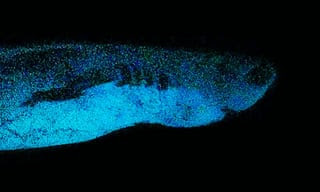 Discovered in the deep: the sharks that glow in the dark