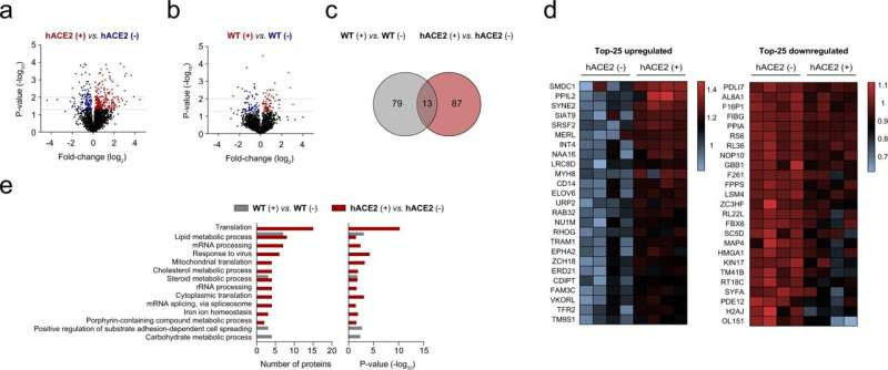 The spike of SARS-CoV-2 promotes metabolic rewiring in hepatocytes