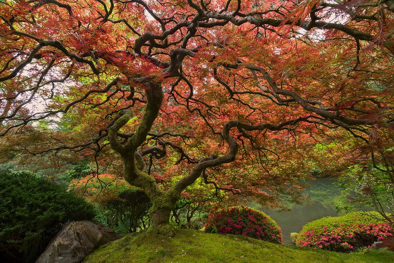 Japanese Maple, Portland, OR