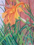 Daylily - Posted on Saturday, February 21, 2015 by Elaine Shortall