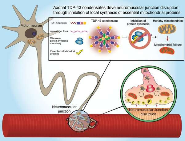 Researchers from Tel Aviv University identified the biological mechanism causing nerve destruction in the Motor Neuron disease A