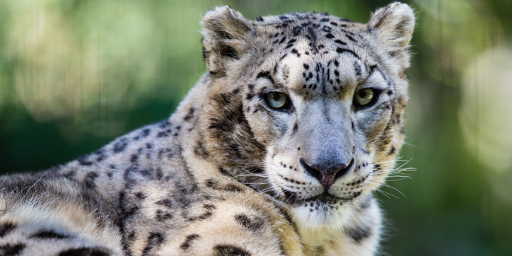 Snow leopard looking at the camera.