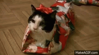 Christnas-Cat-Wrapped