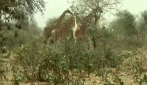 Niger: Muslims ambush and murder eight, including six French tourists, in area popular for its giraffe population