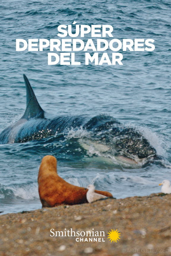 Súper depredadores del mar