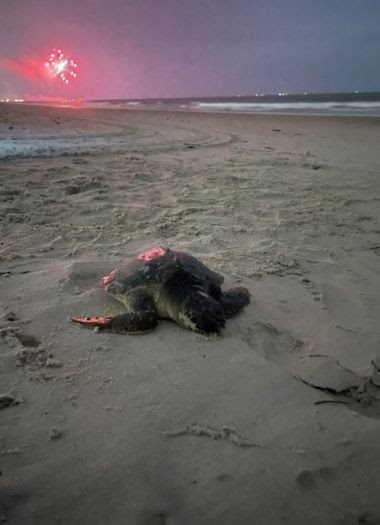large sea turtle on sandy beach, fireworks in the background