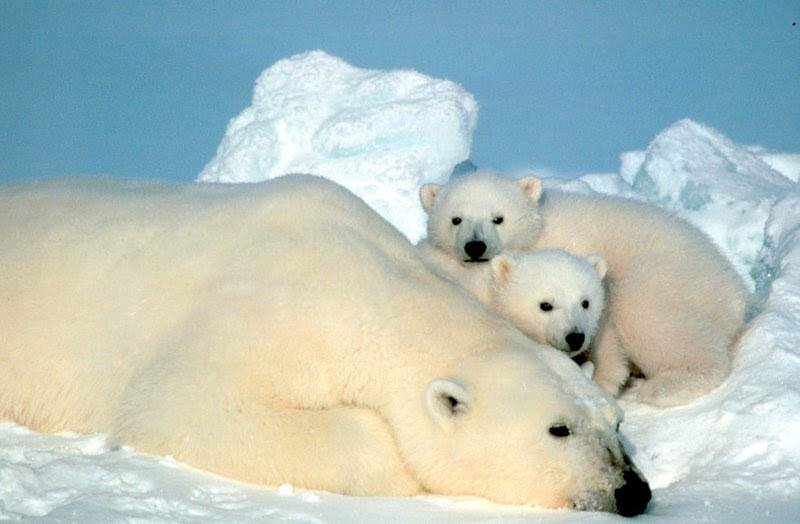 polar bear, Ursus maritimus, USFWS