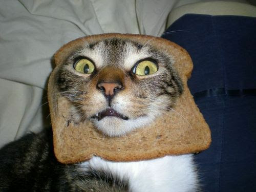 gato com a cara assustada dentro de um pão