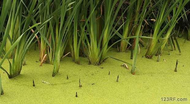 Make Algae Work for You: 7 Uses for Survival