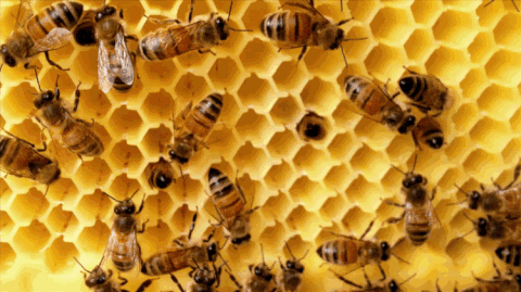 Little honey bee GIFs - Get the best gif on GIFER