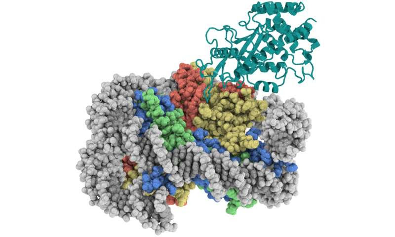 Researchers reveal safeguarding of key DNA sensor in innate immune system