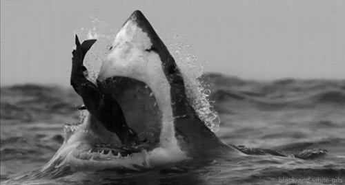 Image result for make gifs motion images of great white sharks battling killer whales