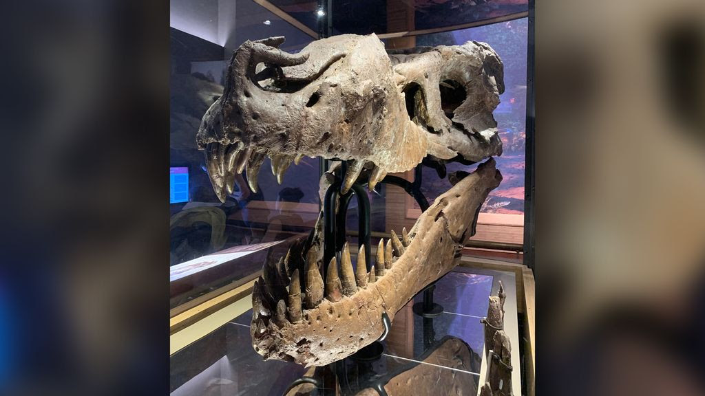 Sue the T. rex had a terribly painful infection when she died