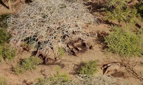 Elephants killed by poachers in Tvaso East National Park