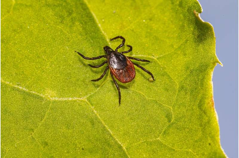 lyme disease