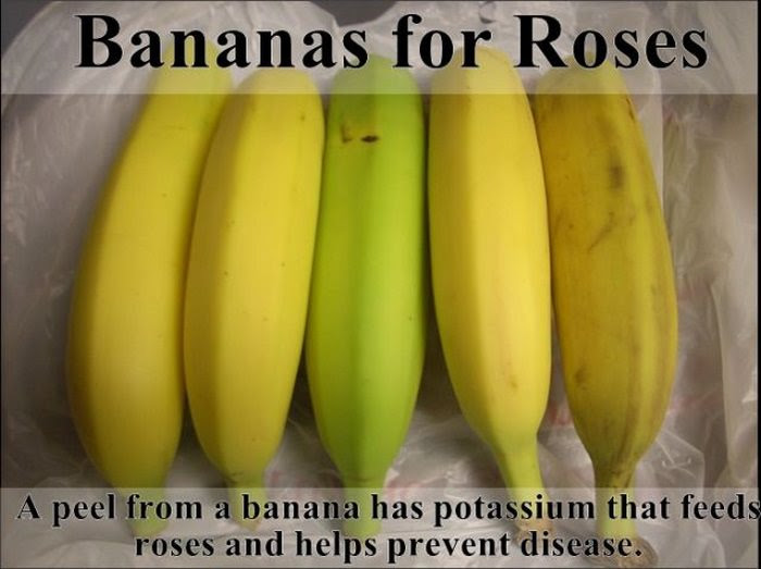 garden tips