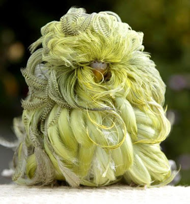 A mutant parakeet with long curly feathers. If you don't believe this one is real, check out the video at the end.