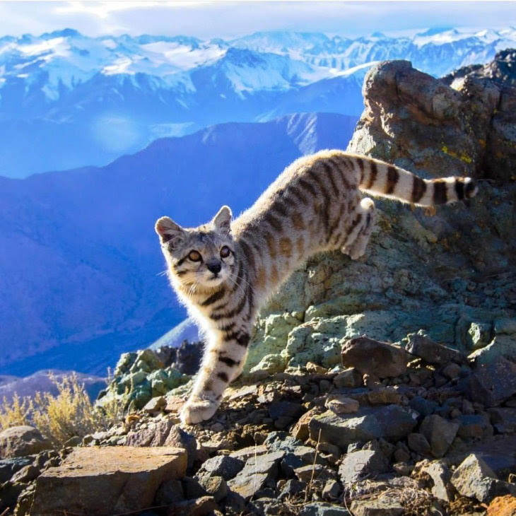 Nature’s Wonders Andean Cat