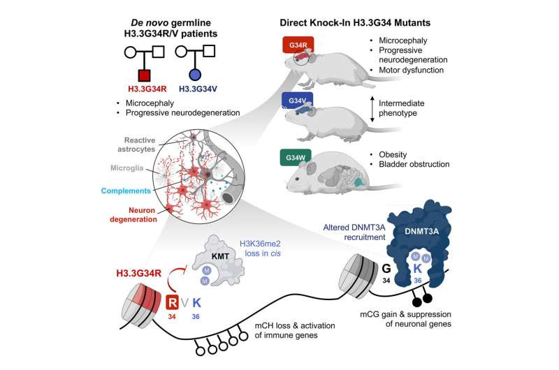 Too much pruning: A new study sheds light on how neurodegeneration occurs in the brain