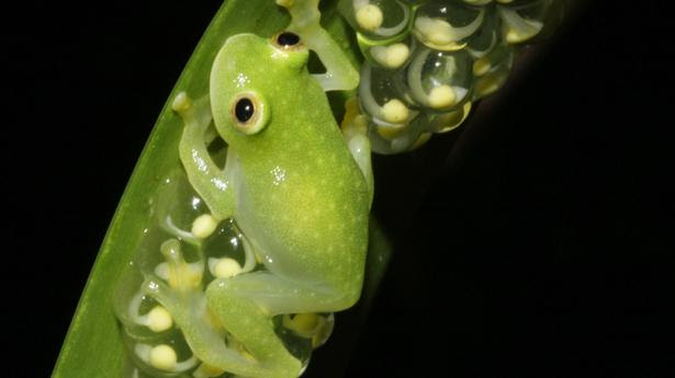 Glass frogs found in South and Central America have the rare ability to turn on and off their nearly transparent appearance.