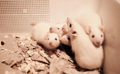 Foto: ratjes die zijn gered