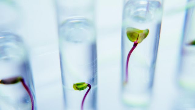 Plantas dentro de tubos de laboratório 